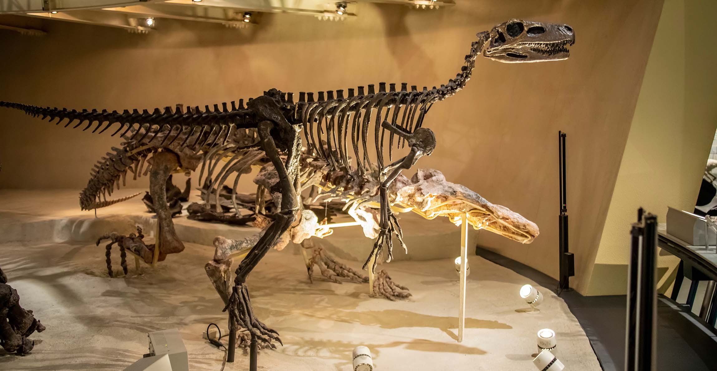 공룡 갤러리 (Dinosaurs Gallery)